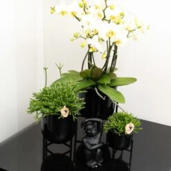 Rhipsalis Baccifera - H10cm, ø6cm - Plante D'intérieur -Emerald Soldes 4b83bd2ab48d9579