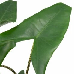 Alocasia Zebrina - H75cm, ø19cm - Grande Plante D'intérieur -Emerald Soldes 4d92f21551794d46