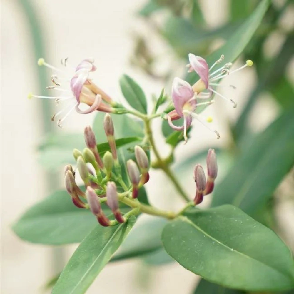 Chèvrefeuille De Henryi - Lonicera Henryi 3l 2 Chèvrefeuille De Henryi - Lonicera Henryi 3l – Image 2