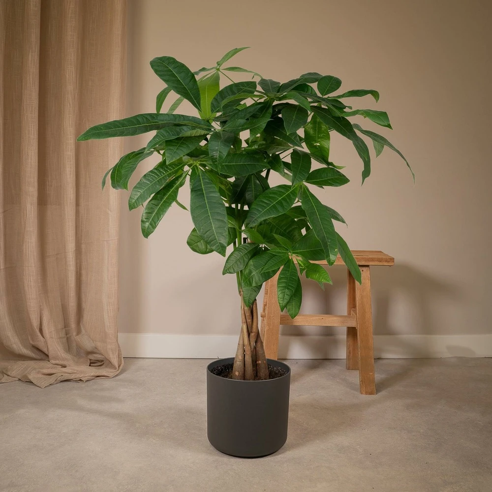 Pachira Aquatica - H70cm, ø17cm - Grande Plante D'intérieur 2 Pachira Aquatica - H70cm, ø17cm - Grande Plante D'intérieur – Image 2