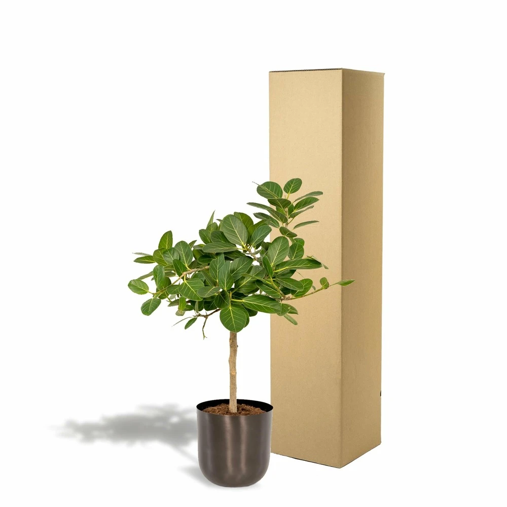 Ficus Benghalensis Et Son Cache-pot Noir - H90cm, ø21cm - Grande Plante D'intérieur 5 Ficus Benghalensis Et Son Cache-pot Noir - H90cm, ø21cm - Grande Plante D'intérieur – Image 5