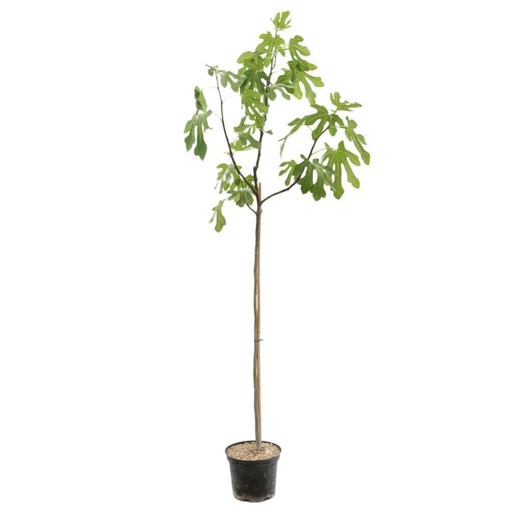 Figuier 'Rouge De Bordeaux' Tige : Pot 10 L 1 Figuier 'Rouge De Bordeaux' Tige : Pot 10 L