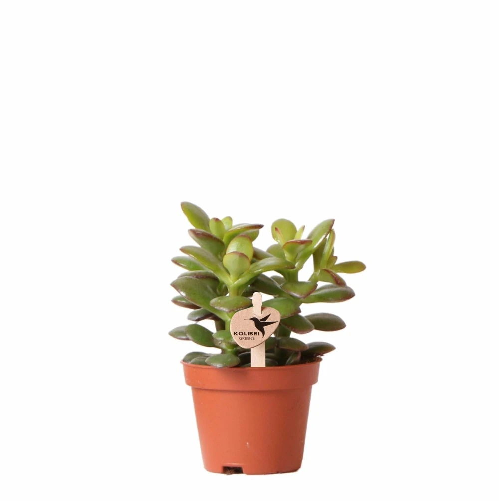 Crassula - H11cm, ø6cm - Plante D'intérieur 1 Crassula - H11cm, ø6cm - Plante D'intérieur
