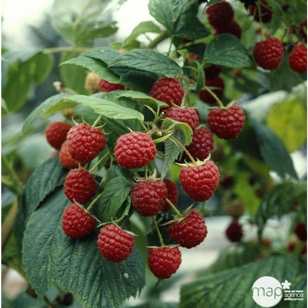 Framboisier 'Héritage' : Pot De 5 Litres 5 Framboisier 'Héritage' : Pot De 5 Litres – Image 5