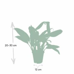 Aglaonema Christina - H30cm, ø12cm - Plante D'intérieur 8 Aglaonema Christina - H30cm, ø12cm - Plante D'intérieur -Emerald Soldes 52d68148d9d73b0c