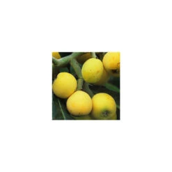 Eriobotrya 'Japonica': Ctr 18L 9 Eriobotrya 'Japonica': Ctr 18L -Emerald Soldes 532439 005