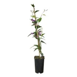 Hardenbergia Violacea - Hardenbergia Violacea 3l 6 Hardenbergia Violacea - Hardenbergia Violacea 3l -Emerald Soldes 5403005547ccef70