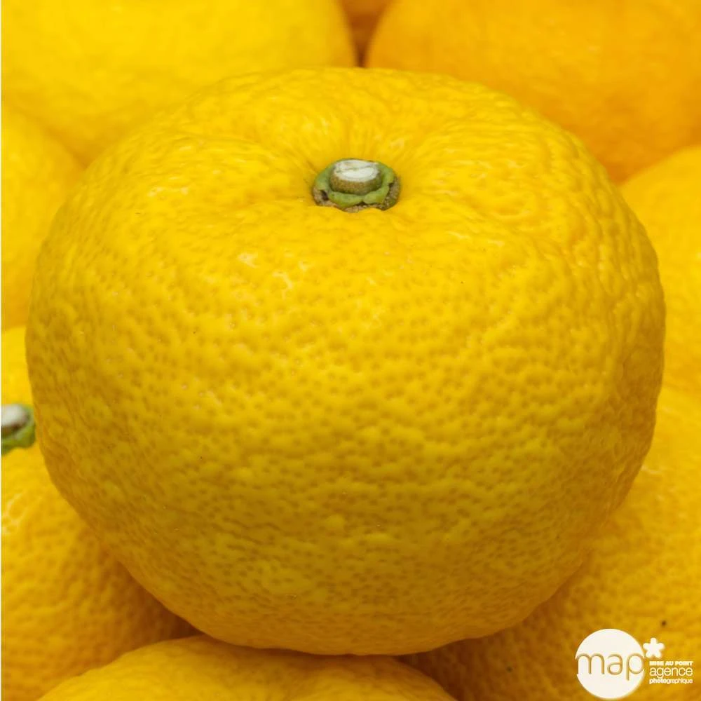 Yuzu AB:pot 3L 4 Yuzu AB:pot 3L – Image 4