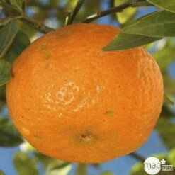 Agrumes XXL: C 5L - Variétés Variables 6 Agrumes XXL: C 5L - Variétés Variables -Emerald Soldes 552321 003