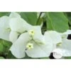 Bougainvillea : Pyramide D17cm - Coloris Variables