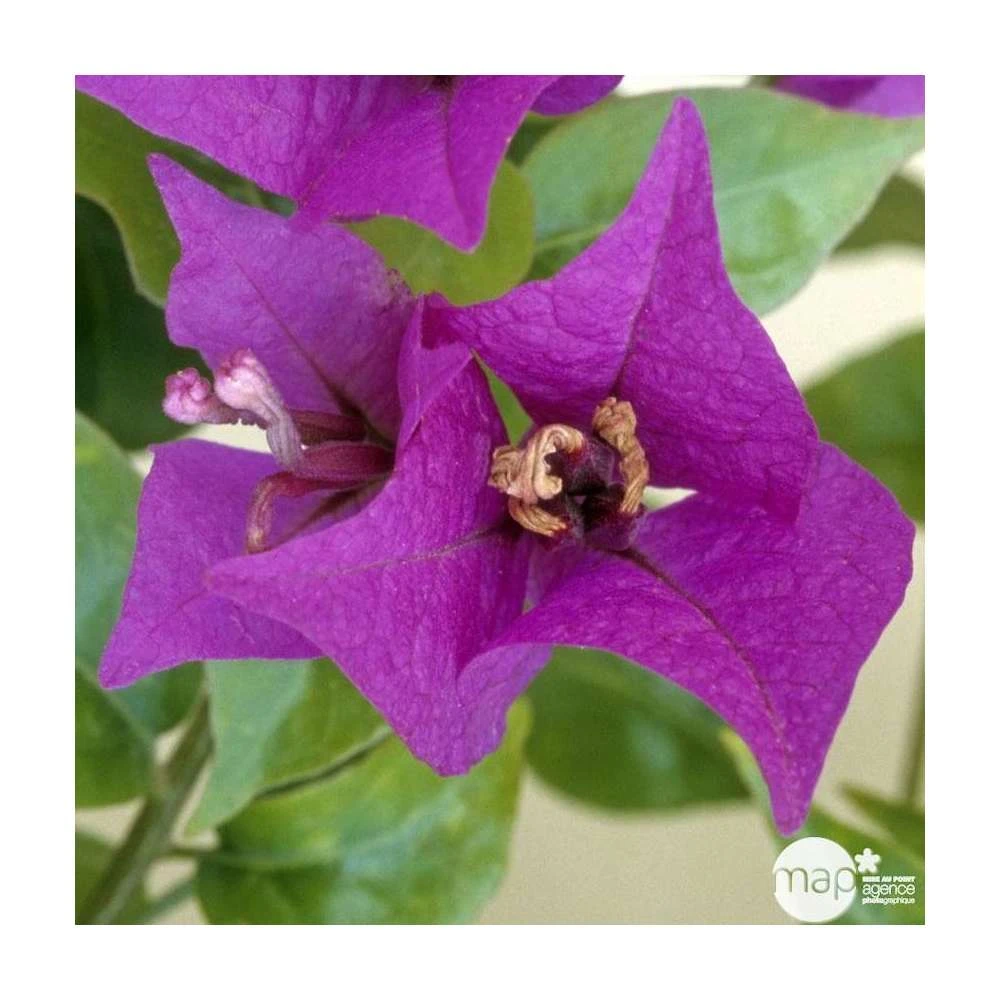 Bougainvillea : Pyramide D17cm - Coloris Variables 3 Bougainvillea : Pyramide D17cm - Coloris Variables – Image 3