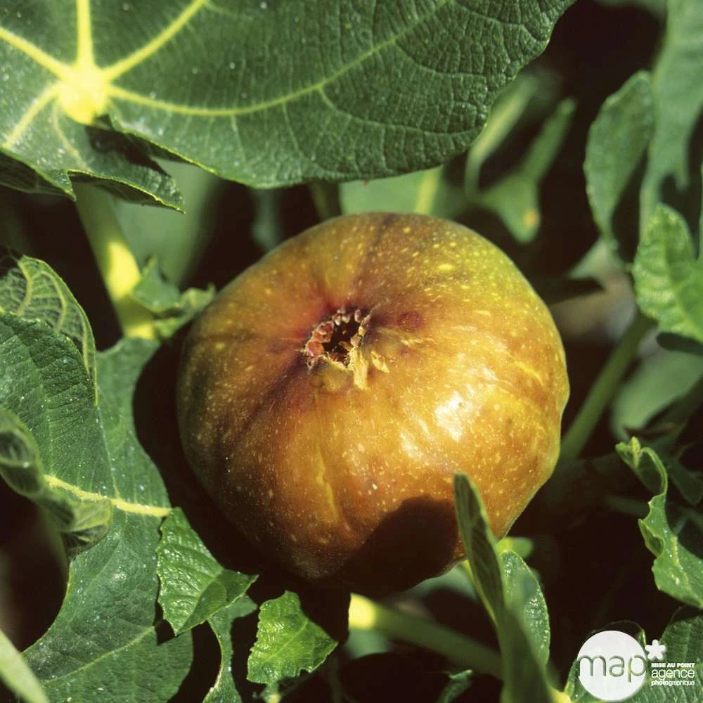 Figuier 'Madeleine Des Deux Saisons' :tige Conteneur 10 Litres 2 Figuier 'Madeleine Des Deux Saisons' :tige Conteneur 10 Litres – Image 2