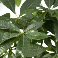 Pachira Aquatica - H70cm, ø17cm - Grande Plante D'intérieur 7 Pachira Aquatica - H70cm, ø17cm - Grande Plante D'intérieur -Emerald Soldes 57087cd16a76f5ef