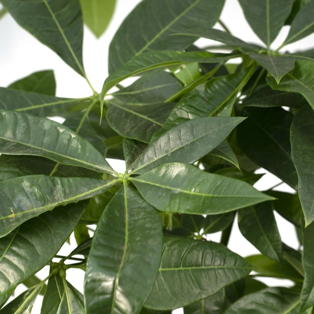 Pachira Aquatica - H70cm, ø17cm - Grande Plante D'intérieur 3 Pachira Aquatica - H70cm, ø17cm - Grande Plante D'intérieur – Image 3