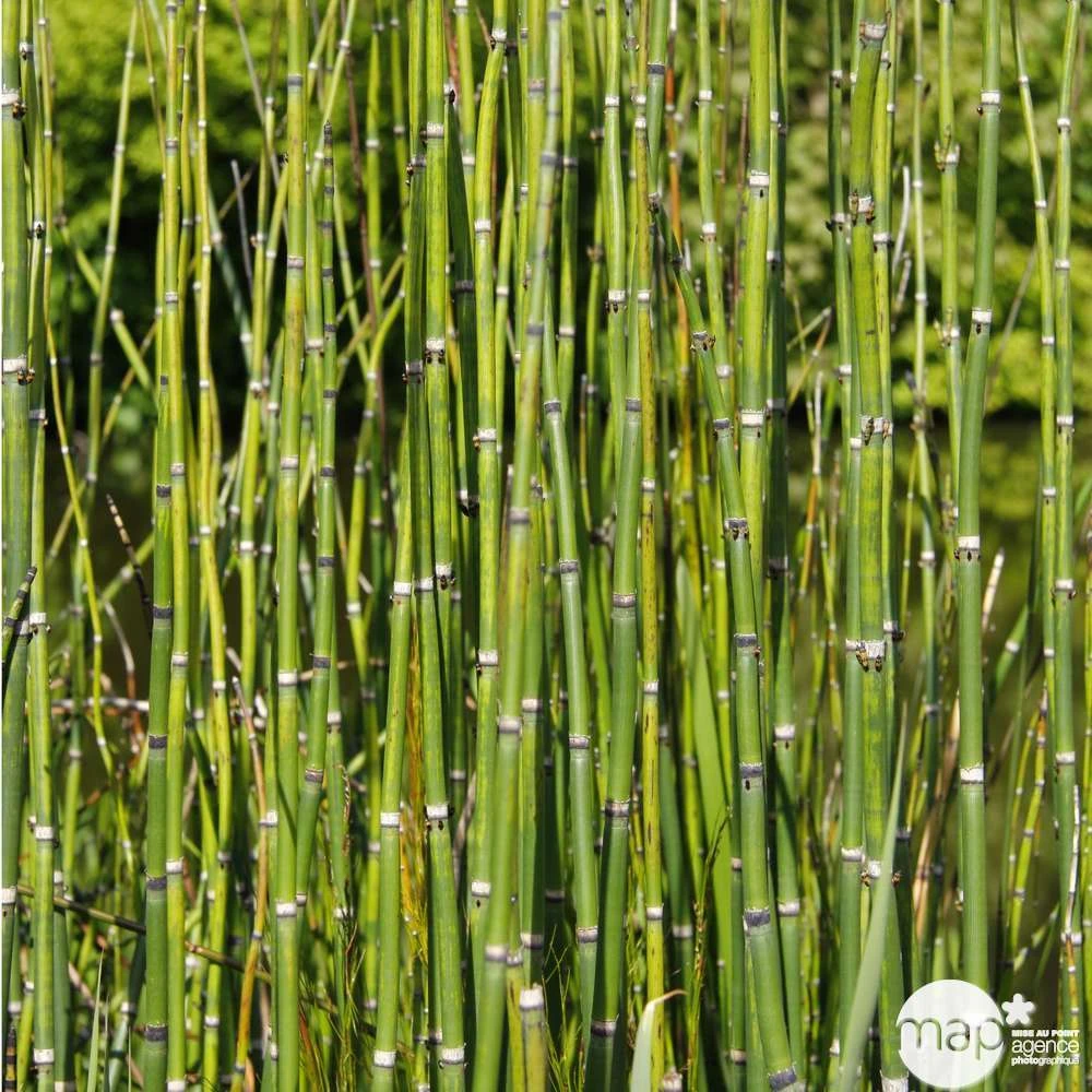 Equisetum Japonica : C.5L 1 Equisetum Japonica : C.5L