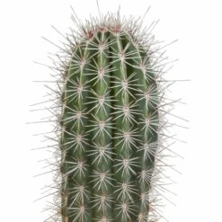 Pachycereus Pringlei - H40cm, ø17cm - Plante D'intérieur -Emerald Soldes 57b3a108e7f76c21