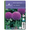 Allium Giganteum : C1L