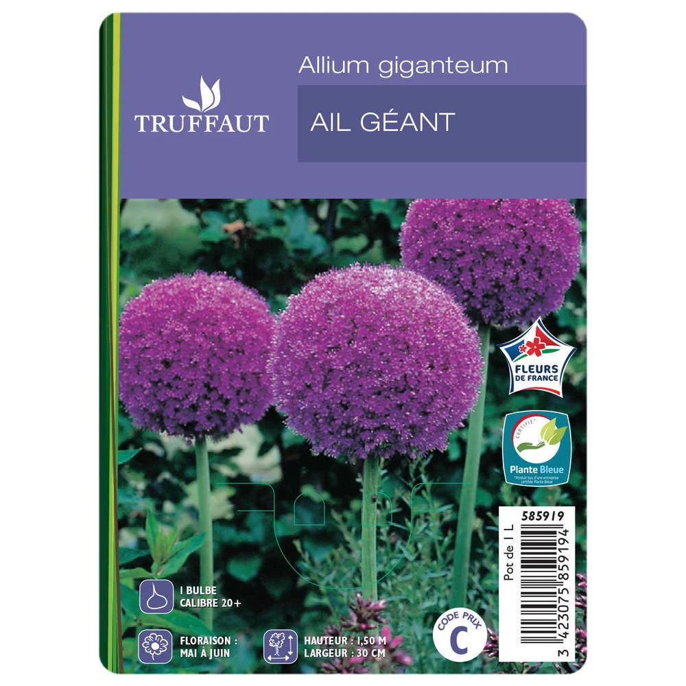 Allium Giganteum : C1L 1 Allium Giganteum : C1L