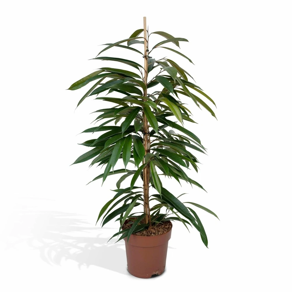 Ficus Amstel King - H100cm, ø21cm - Très Grande Plante D'intérieur 1 Ficus Amstel King - H100cm, ø21cm - Très Grande Plante D'intérieur
