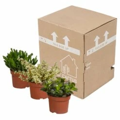 Crassula, Box De 3 Plantes - H15cm, ø10,5cm - Plantes D'intérieur -Emerald Soldes 5ddb1b051b6db20b