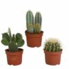Cactus, Box De 3 Plantes - H15cm, ø10,5cm - Plantes D'intérieur