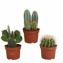 Cactus, Box De 3 Plantes - H15cm, ø10,5cm - Plantes D'intérieur