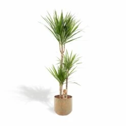 Dracaena Et Son Cache-pot - H120cm, ø21cm - Très Grande Plante D'intérieur
