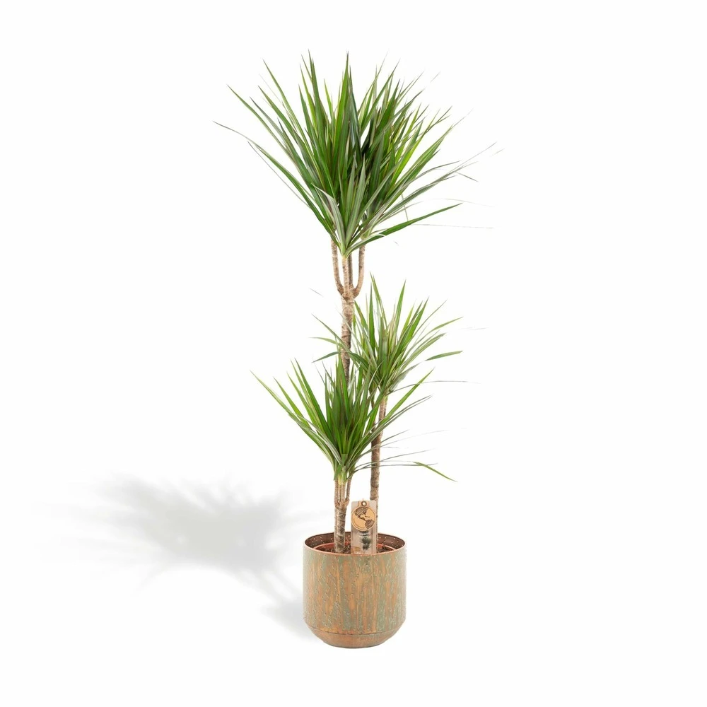Dracaena Et Son Cache-pot - H120cm, ø21cm - Très Grande Plante D'intérieur 1 Dracaena Et Son Cache-pot - H120cm, ø21cm - Très Grande Plante D'intérieur