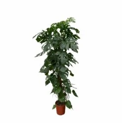 Monstera Deliciosa Xxl - H225cm, ø35cm - Très Grande Plante D'intérieur