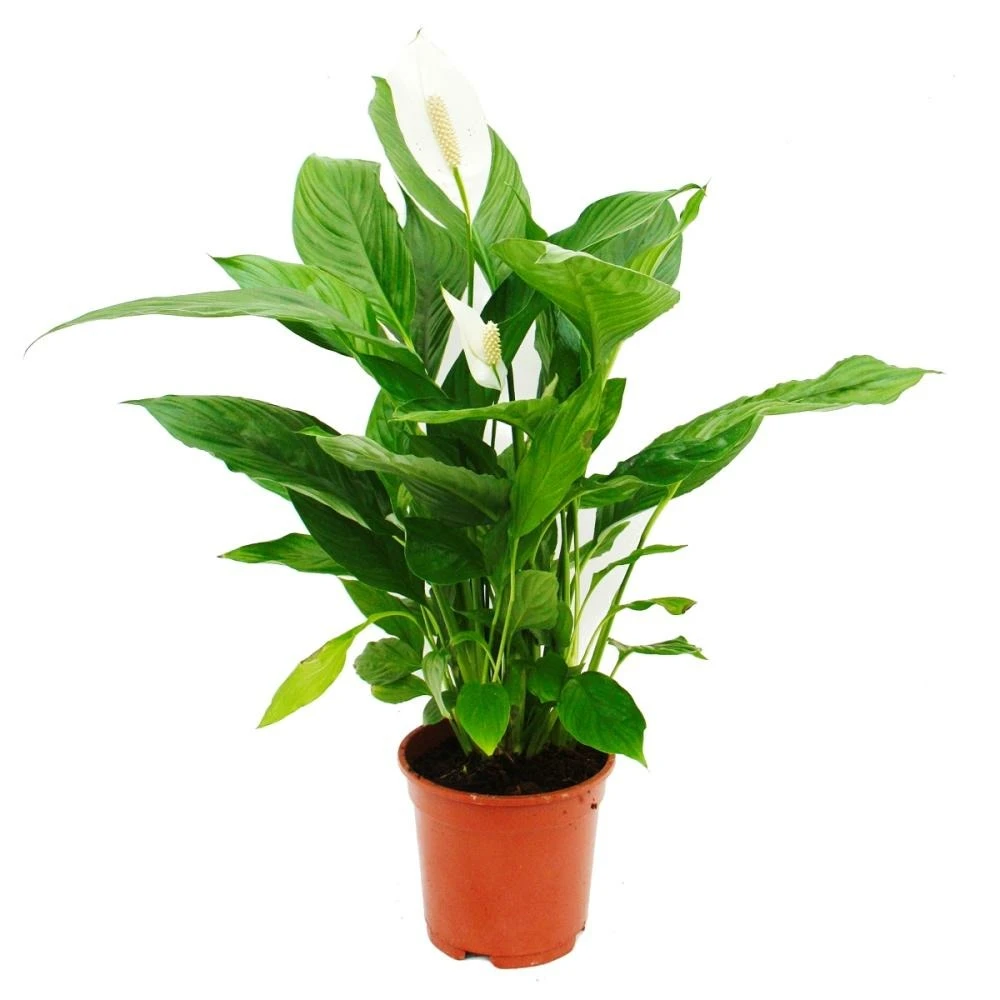 Spathiphyllum "cupido", Feuille Simple - Pot De 17cm 1 Spathiphyllum "cupido", Feuille Simple - Pot De 17cm
