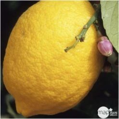 Citronnier "4 Saisons" : H.40/60 Cm - Pot De 5 Litres -Emerald Soldes 619974 001