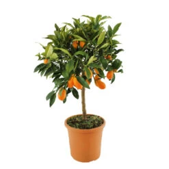 Kumquat : H.40/60 Cm - Pot De 5 Litres -Emerald Soldes 619976 003