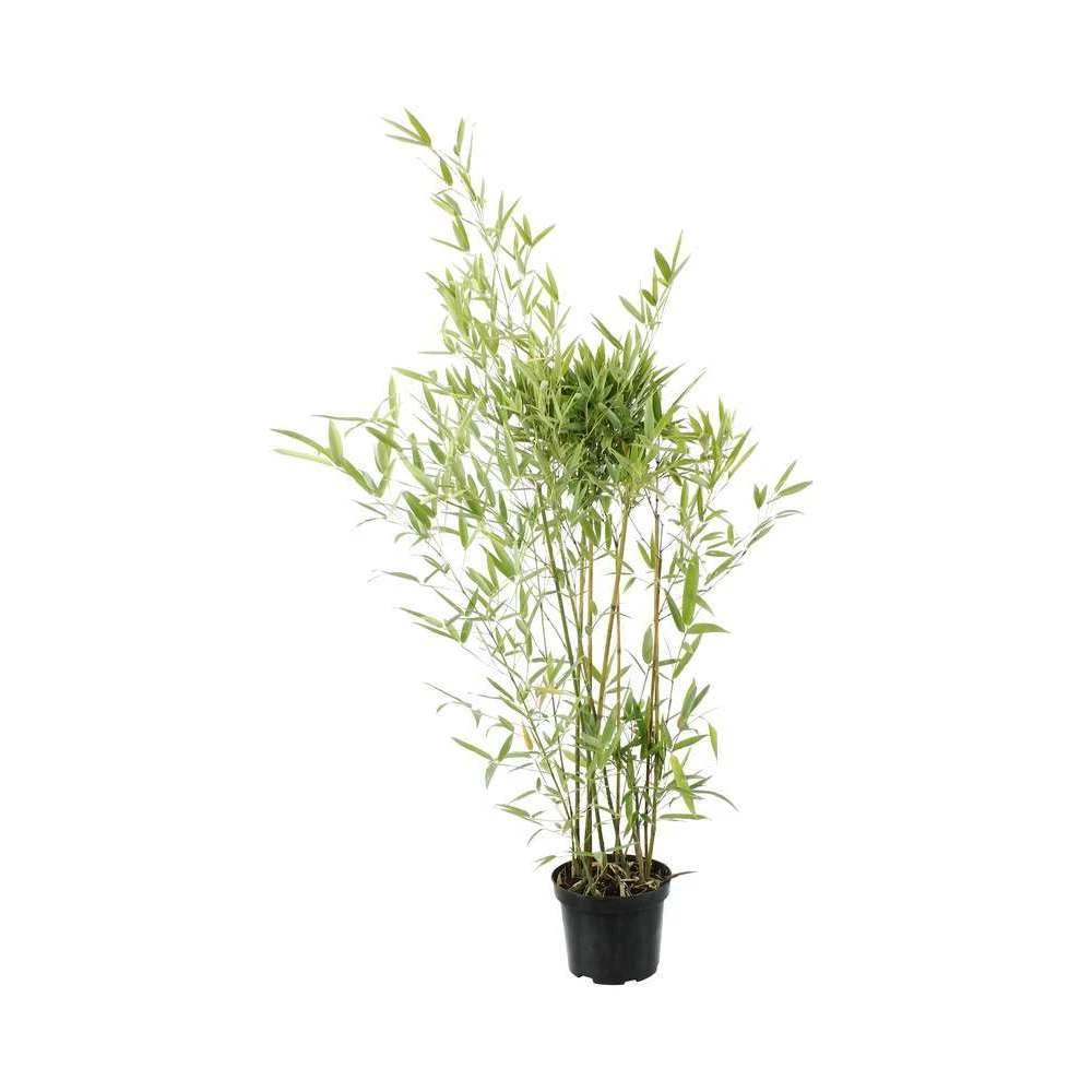 Bambou Moyen Phyllostachys Humilis: Pot De 3 Litres 1 Bambou Moyen Phyllostachys Humilis: Pot De 3 Litres