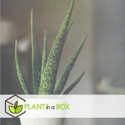 Set De 3 Aloë Vera - Pot ⌀12 Cm - H.20-30 Cm (hauteur Du Pot Incluse) -Emerald Soldes 628632b25d8728.70560661