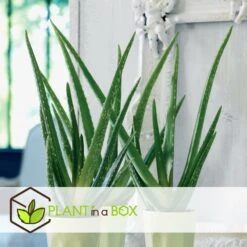 Set De 3 Aloë Vera - Pot ⌀12 Cm - H.20-30 Cm (hauteur Du Pot Incluse) -Emerald Soldes 628632b263b983.03284251