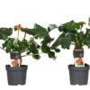Set De 2 Jatropha Podagrica - Pot ⌀13cm - H.25-45cm (hauteur Pot Incluse)