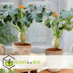 Set De 2 Jatropha Podagrica - Pot ⌀13cm - H.25-45cm (hauteur Pot Incluse) -Emerald Soldes 628632b34fdc44.40632517