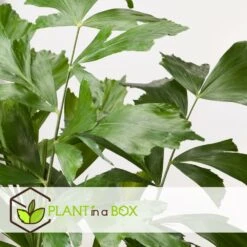 Caryota Mitis - Pot ⌀27 Cm - H. 120-130cm (hauteur Pot Incluse) 7 Caryota Mitis - Pot ⌀27 Cm - H. 120-130cm (hauteur Pot Incluse) -Emerald Soldes 628632b4a09989.02712162