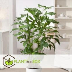 Caryota Mitis - Pot ⌀27 Cm - H. 120-130cm (hauteur Pot Incluse) 6 Caryota Mitis - Pot ⌀27 Cm - H. 120-130cm (hauteur Pot Incluse) -Emerald Soldes 628632b4a3fcf5.10440031
