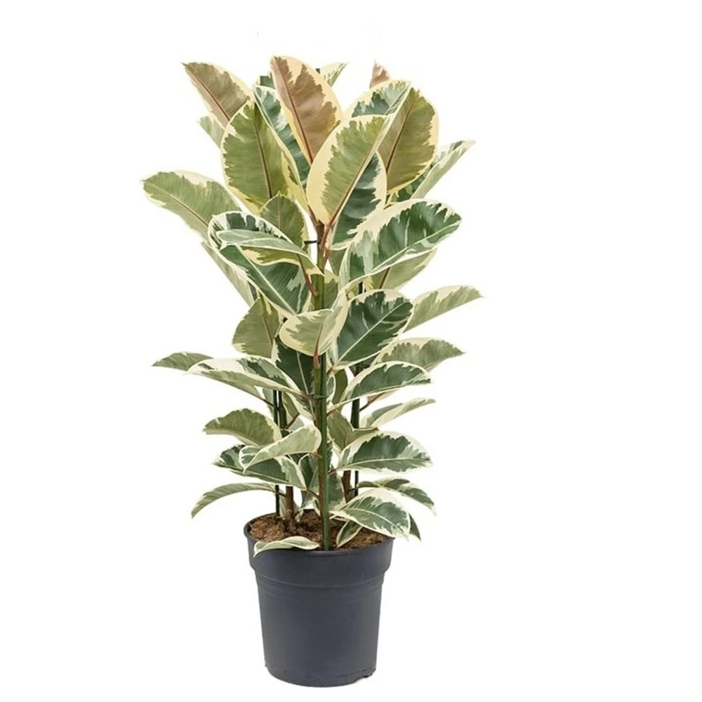 Ficus Elastica Tineke - Pot ⌀24cm - H.80-100cm (hauteur Pot Incluse) 1 Ficus Elastica Tineke - Pot ⌀24cm - H.80-100cm (hauteur Pot Incluse)