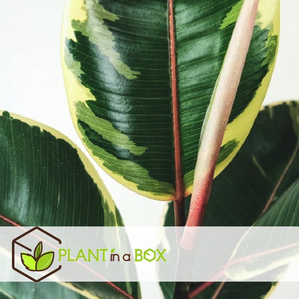 Ficus Elastica Tineke - Pot ⌀24cm - H.80-100cm (hauteur Pot Incluse) 2 Ficus Elastica Tineke - Pot ⌀24cm - H.80-100cm (hauteur Pot Incluse) – Image 2