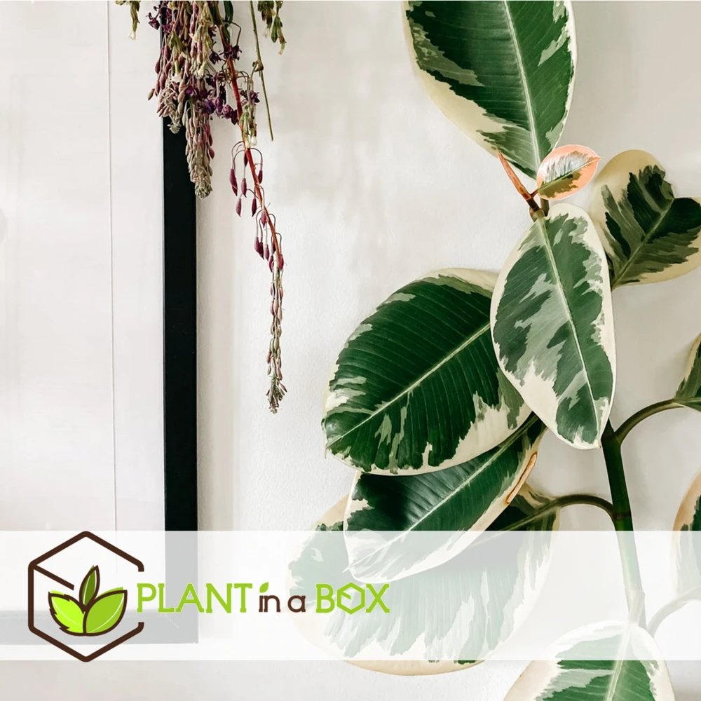 Ficus Elastica Tineke - Pot ⌀24cm - H.80-100cm (hauteur Pot Incluse) 4 Ficus Elastica Tineke - Pot ⌀24cm - H.80-100cm (hauteur Pot Incluse) – Image 4