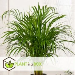 Palmier Areca - Pot ⌀27 Cm - H. 140-150cm (hauteur Pot Incluse) 6 Palmier Areca - Pot ⌀27 Cm - H. 140-150cm (hauteur Pot Incluse) -Emerald Soldes 628632bc4c2cc9.44668380