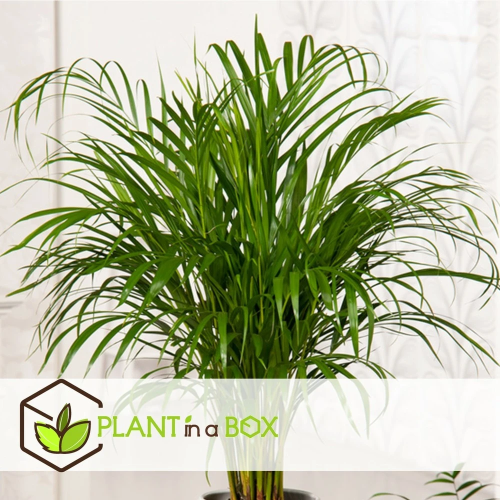 Palmier Areca - Pot ⌀27 Cm - H. 140-150cm (hauteur Pot Incluse) 3 Palmier Areca - Pot ⌀27 Cm - H. 140-150cm (hauteur Pot Incluse) – Image 3