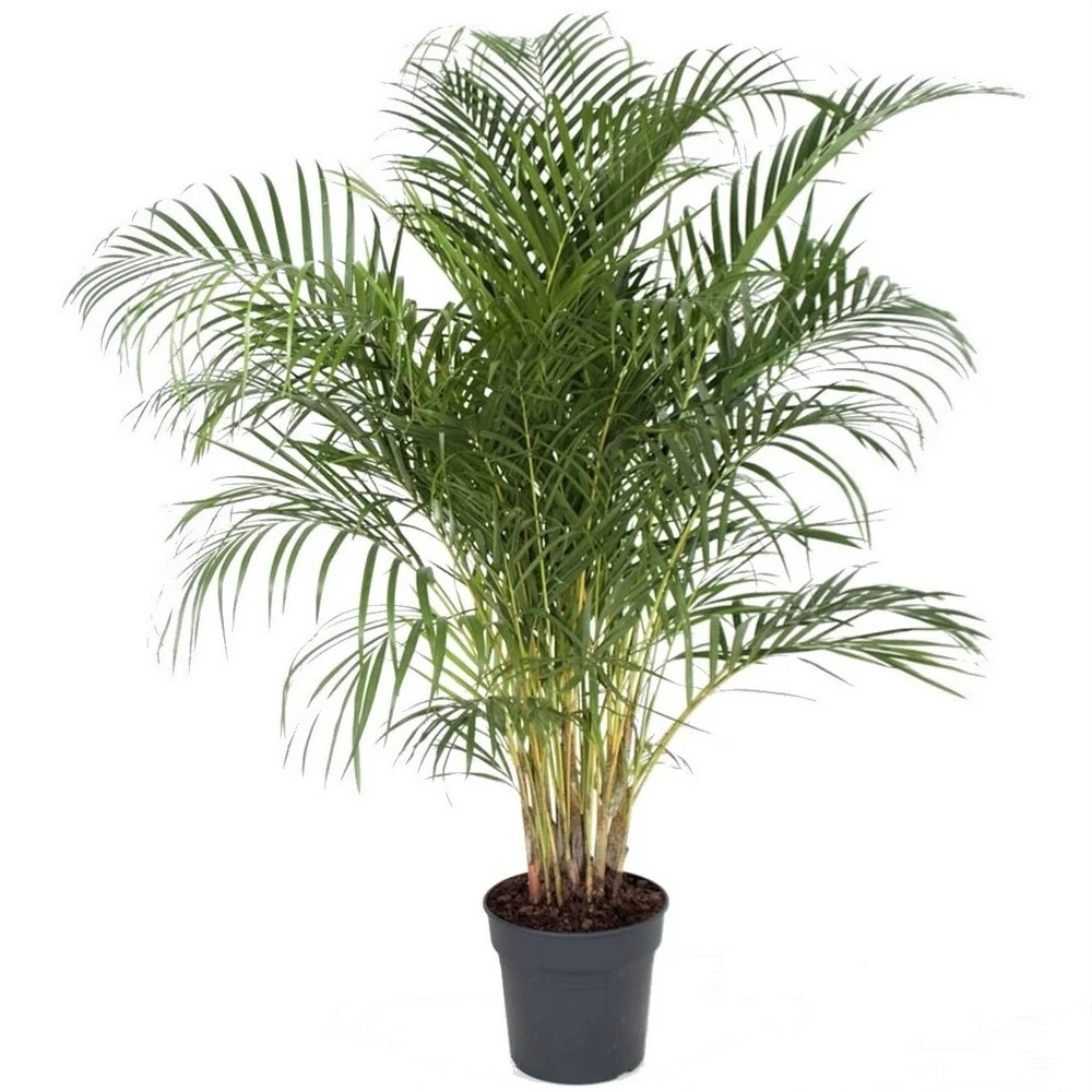 Palmier Areca - Pot ⌀27 Cm - H. 140-150cm (hauteur Pot Incluse) 1 Palmier Areca - Pot ⌀27 Cm - H. 140-150cm (hauteur Pot Incluse)