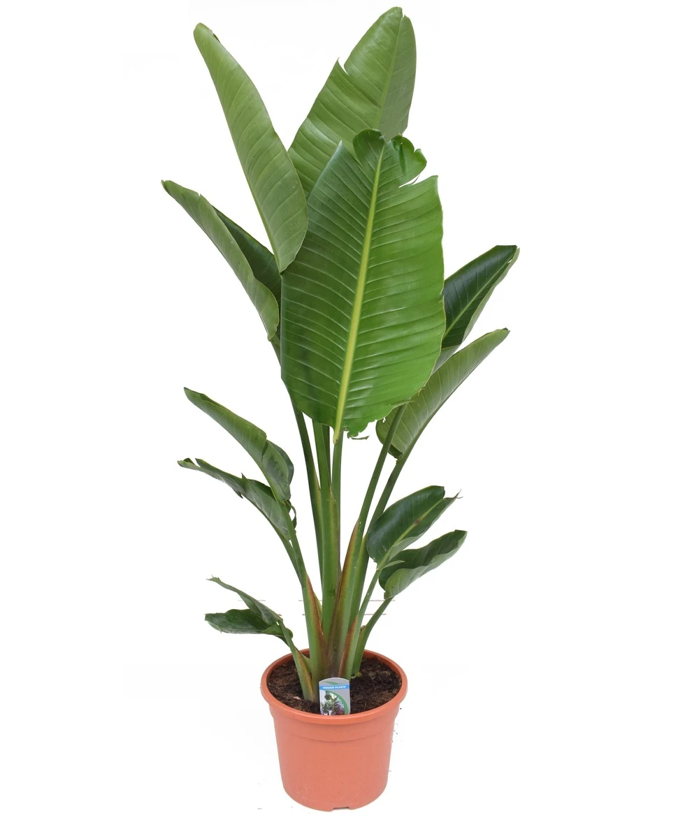 Strelitzia Nicolai - Pot ⌀28 Cm - H. 150-170cm (hauteur Pot Incluse) 1 Strelitzia Nicolai - Pot ⌀28 Cm - H. 150-170cm (hauteur Pot Incluse)