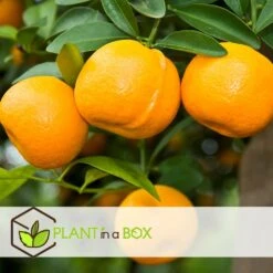 Assorti De 6 Citrus - Pot ⌀9 Cm - H.25-40cm (hauteur Pot Incluse) 6 Assorti De 6 Citrus - Pot ⌀9 Cm - H.25-40cm (hauteur Pot Incluse) -Emerald Soldes 62868e16a2c885.98770529