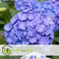 Set De 3 Hortensia Bleu - Pot ⌀9cm - H.25-40cm (hauteur Pot Incluse) 6 Set De 3 Hortensia Bleu - Pot ⌀9cm - H.25-40cm (hauteur Pot Incluse) -Emerald Soldes 628bcc61014936.22371850