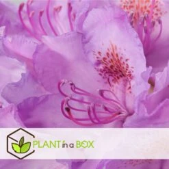 Assorti De 3 Rhododendron - Pot ⌀9cm - H.25-40cm (hauteur Pot Incluse) 7 Assorti De 3 Rhododendron - Pot ⌀9cm - H.25-40cm (hauteur Pot Incluse) -Emerald Soldes 628bcc62089c45.24594978