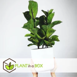 Ficus Lyrata - Pot ⌀21cm - H.90-110cm (hauteur Pot Incluse) -Emerald Soldes 628bcf282ed869.06342210